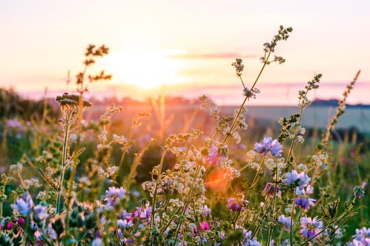 Wildflowers symbolizing steady progress in speech sound therapy